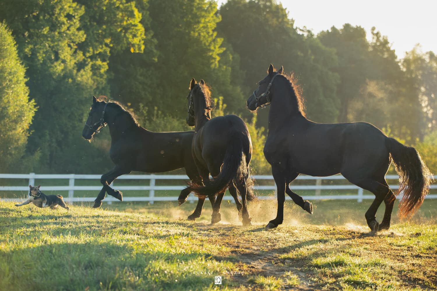 Stajnia WS i naturalne środowisko pracy z końmi