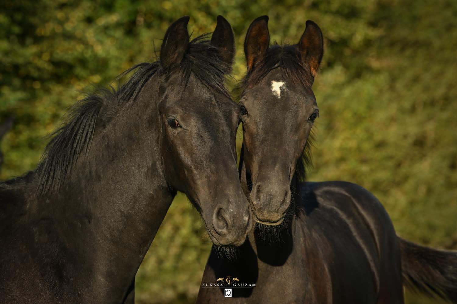 Stajnia WS - Hodowla