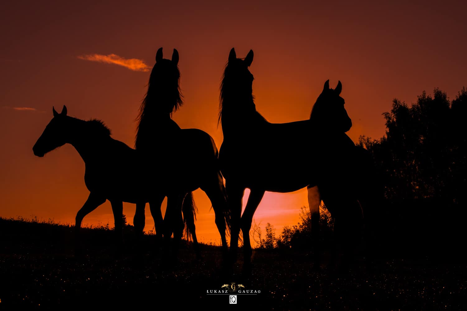 Stajnia WS - Początek